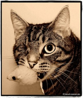 Katzenwesternsteckbriefbild